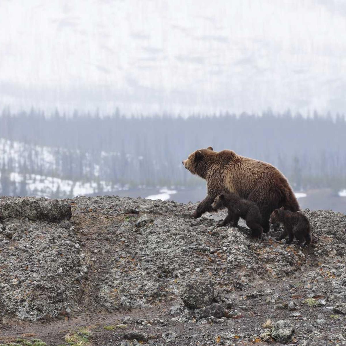 A brown bear walking across rocky terrain with two small cubs following behind, with a snowy forested mountainside in the background.