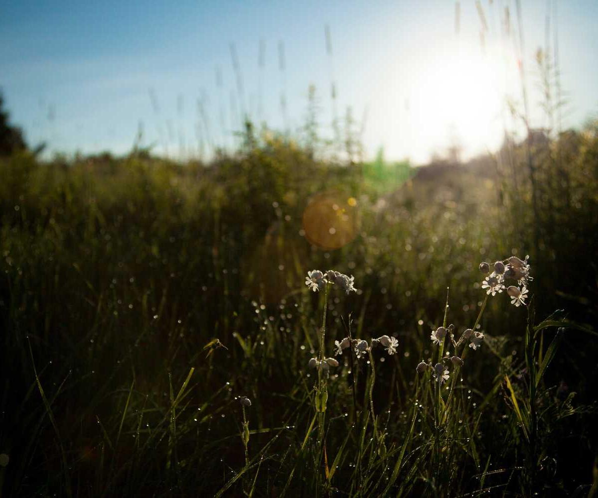 A close-up of small white wildflowers in a grassy field, lit by warm early-morning sunlight with dew sparkling on the grass.